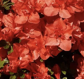 Azalka japonská 'Signalgühen'