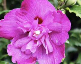 Ibišek syrský 'Purple Ruffles'