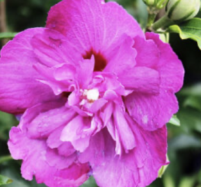 Ibišek syrský 'Purple Ruffles' - Hibiscus syriacus 'Purple Ruffles'