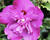 Ibišek syrský 'Purple Ruffles'