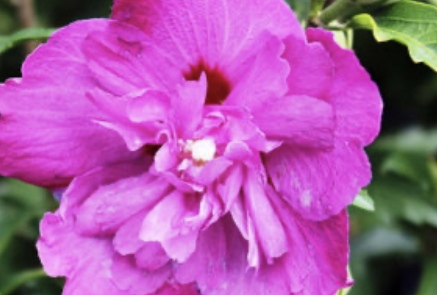 Ibišek syrský 'Purple Ruffles' - Hibiscus syriacus 'Purple Ruffles'