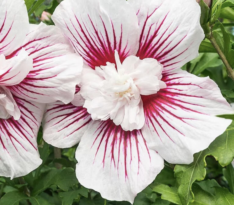 Ibišek syrský 'Starburst Chiffon' - Hibiscus syriacus 'Starburst Chiffon'