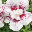 Ibišek syrský 'Starburst Chiffon' - Hibiscus syriacus 'Starburst Chiffon'