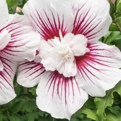 Ibišek syrský 'Starburst Chiffon' - Hibiscus syriacus 'Starburst Chiffon'