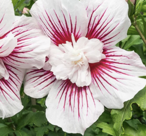 Ibišek syrský 'Starburst Chiffon' - Hibiscus syriacus 'Starburst Chiffon'