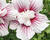 Ibišek syrský 'Starburst Chiffon'