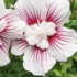ibisek-syrsky-starburst-chiffon.png