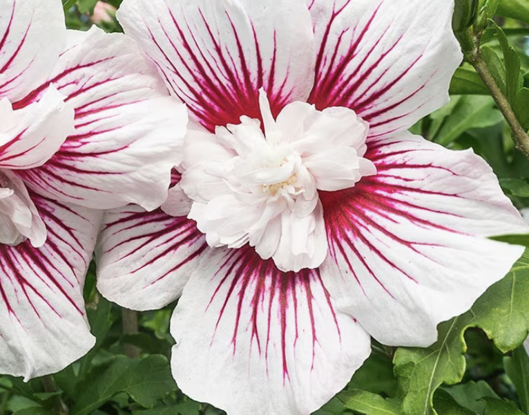 Ibišek syrský 'Starburst Chiffon' - Hibiscus syriacus 'Starburst Chiffon'