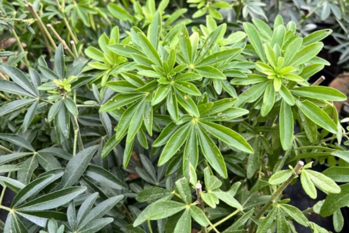 Choísie, mexický pomerančovník 'Greenfingers' - Choisya 'Greenfingers'