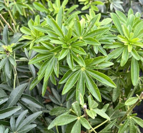 Choísie, mexický pomerančovník 'Greenfingers'