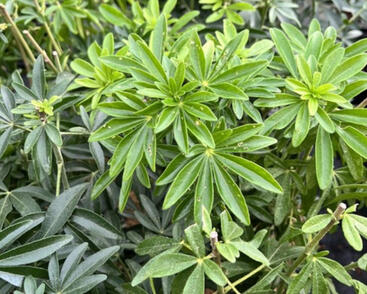 Choísie, mexický pomerančovník 'Greenfingers'