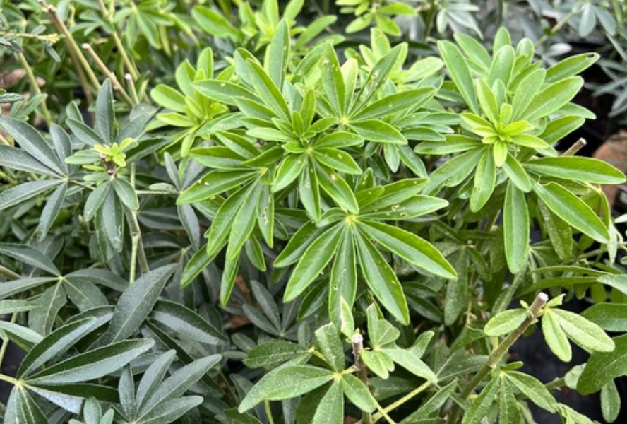 Choísie, mexický pomerančovník 'Greenfingers' - Choisya 'Greenfingers'