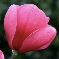 Šácholan 'Watermelon' - Magnolia 'Watermelon'