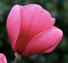 Šácholan 'Watermelon'
