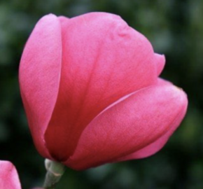 Šácholan 'Watermelon' - Magnolia 'Watermelon'
