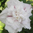 Ibišek syrský 'China Chiffon' - Hibiscus syriacus 'China Chiffon'