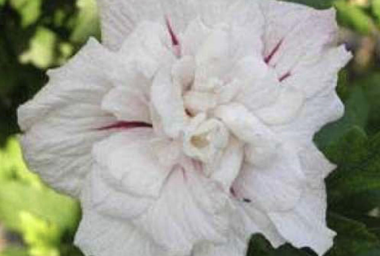 Ibišek syrský 'Chiffon China' - Hibiscus syriacus 'Chiffon China'