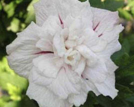 Ibišek syrský 'Chiffon China'