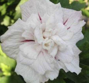 Ibišek syrský 'China Chiffon' - Hibiscus syriacus 'China Chiffon'
