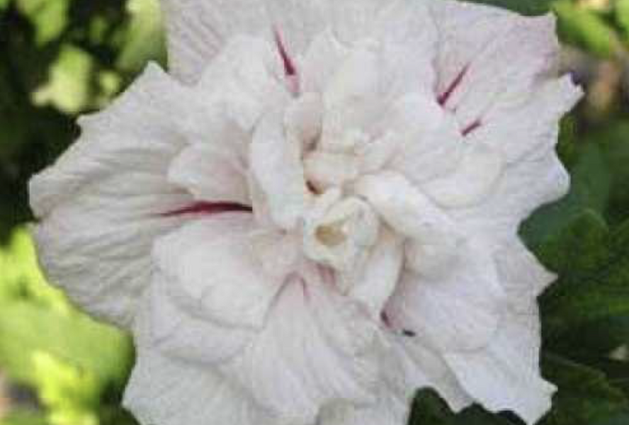 Ibišek syrský 'Chiffon China' - Hibiscus syriacus 'Chiffon China'