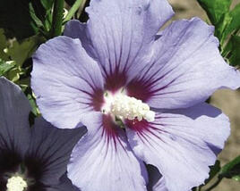 Ibišek syrský 'Marina'