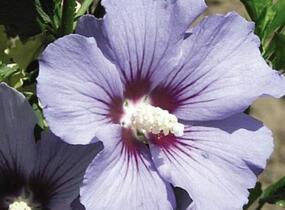 Ibišek syrský 'Marina' - Hibiscus syriacus 'Marina'