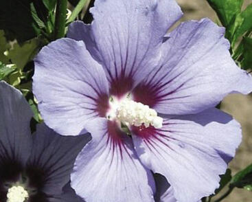 Ibišek syrský 'Marina'