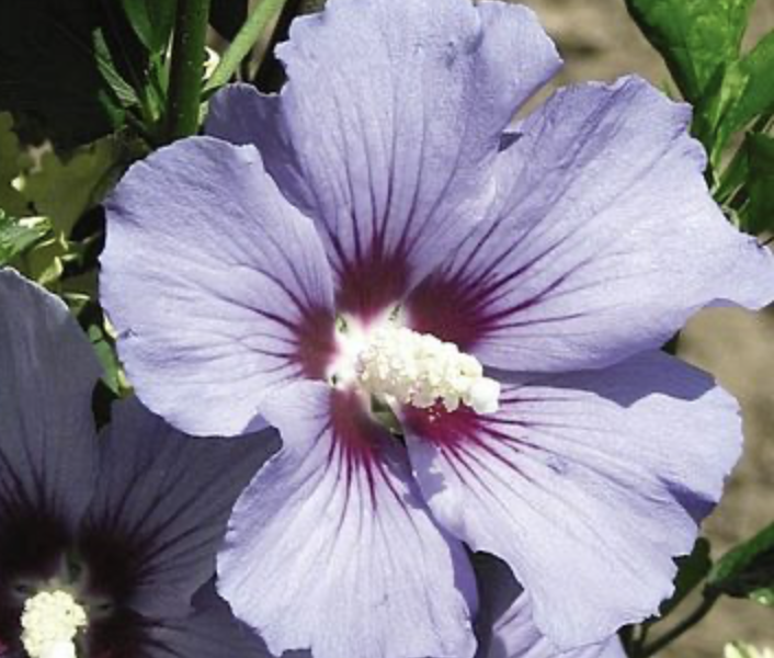 Ibišek syrský 'Marina' - Hibiscus syriacus 'Marina'