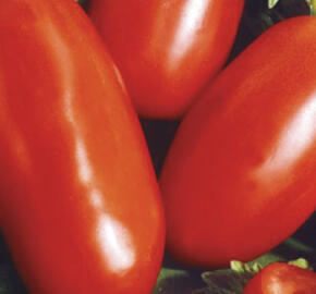 Rajče tyčkové 'Sanmaro' F1