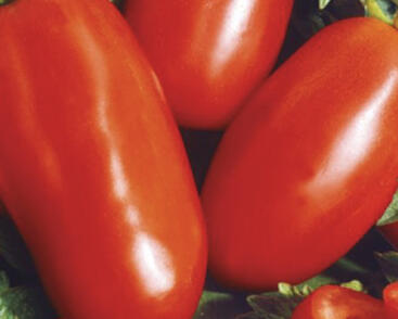 Rajče tyčkové 'Sanmaro' F1