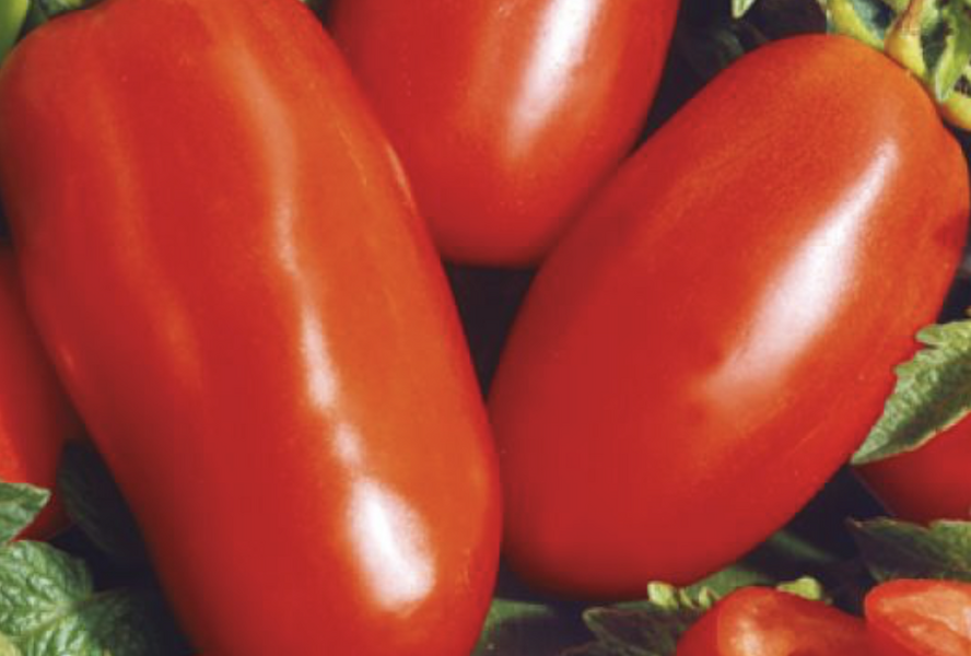 Rajče tyčkové 'Sanmaro' F1 - Lycopersicon esculentum 'Sanmaro' F1