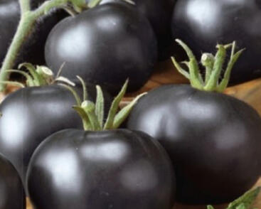 Rajče tyčkové 'Blackball'