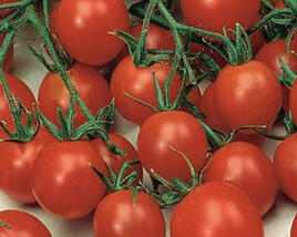 Rajče balkonové 'Tiny Temptation Red'