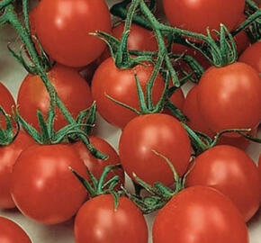 Rajče balkonové 'Tiny Temptation Red'