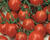 Rajče balkonové 'Tiny Temptation Red'