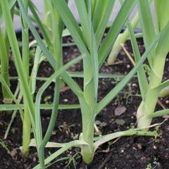 Pór zimní 'Winner' - Allium porum 'Winner'