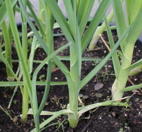 Pór zimní 'Winner' - Allium porum 'Winner'