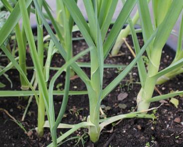 Pór zimní 'Winner'