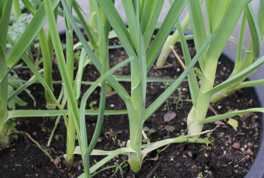 Pór zimní 'Winner' - Allium porum 'Winner'