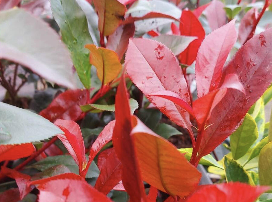 Blýskavka Fraserova 'Carré Rouge' ('Mandarin') - Photinia fraseri 'Carré Rouge' ('Mandarin')