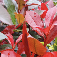 Blýskavka Fraserova 'Carré Rouge' ('Mandarin') - Photinia fraseri 'Carré Rouge' ('Mandarin')