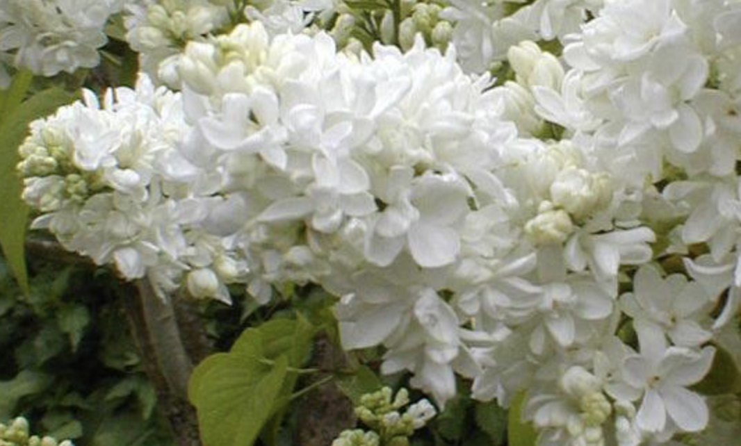 Syringa vulgaris 'Miss Ellen Willmott'