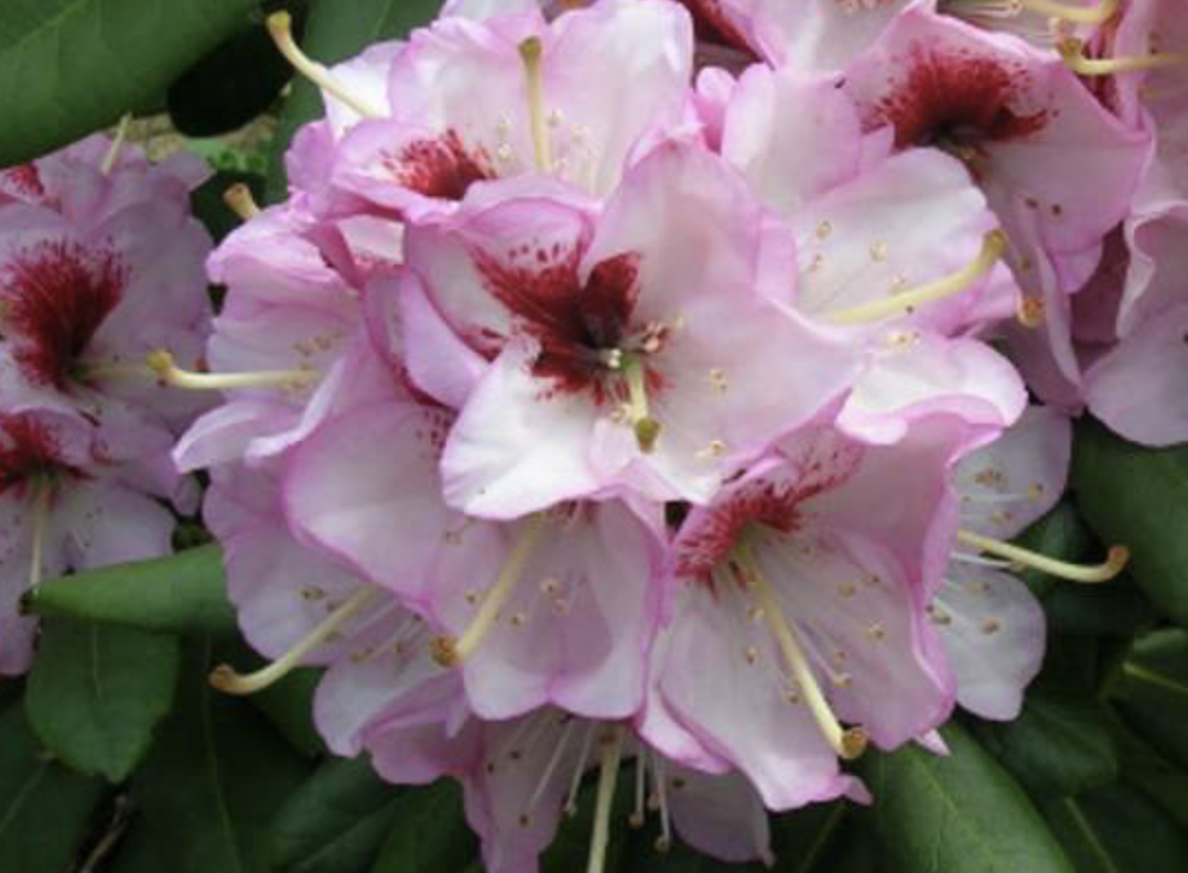 Rhododendron 'Hachmann's Charmant'
