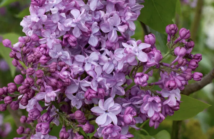 Šeřík obecný 'General Pershing' - Syringa vulgaris 'General Pershing'