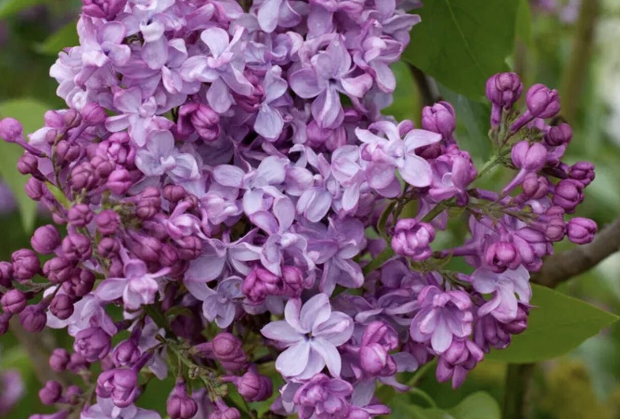 Šeřík obecný 'General Pershing' - Syringa vulgaris 'General Pershing'