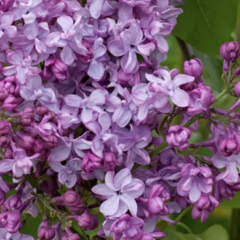 Šeřík obecný 'General Pershing' - Syringa vulgaris 'General Pershing'