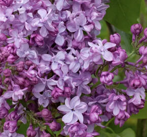 Šeřík obecný 'General Pershing'