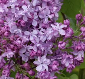 Šeřík obecný 'General Pershing' - Syringa vulgaris 'General Pershing'