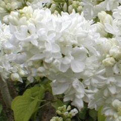 Šeřík obecný 'Miss Ellen Willmott' - Syringa vulgaris 'Miss Ellen Willmott'