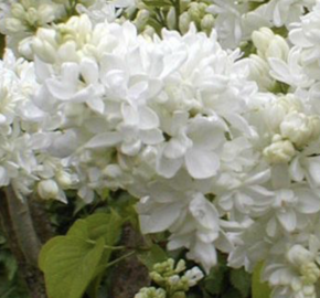 Šeřík obecný 'Miss Ellen Willmott' - Syringa vulgaris 'Miss Ellen Willmott'